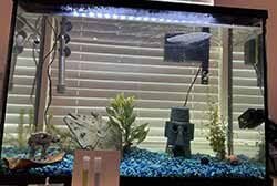 Aquariums, tropical fish and access0ories for sale and trade in Ontario